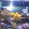 My_3_gallon_Nano