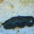 clam11