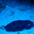 clam21