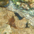 pepperment_shrimp