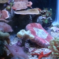 Picture_1081