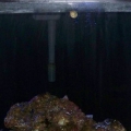 Pictures of the Tank