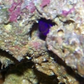 Royal Gramma (pic 1)
