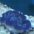 Crocea_Clam