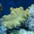 Yellow Fiji Leather