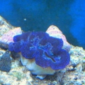 Crocea Clam