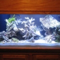 My Aquarium