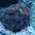 My new frag of Brain