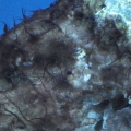 algae1