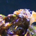 ID Please