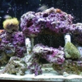 55 gallon