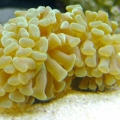 Hammer_coral
