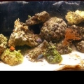 tank16
