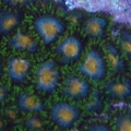 blue_grn_zoa_06-17-08