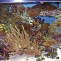 Mixed Reef