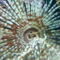 Feather_duster