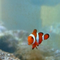 Ocellaris_clown