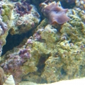 mushrooms_2