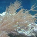 Xenia