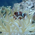 Pink Tipped Anenome and Maroon Clown
