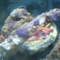 Mushrooms and three small zoos