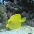 My Yellow Tang