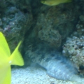 My Blenny (Waldo)