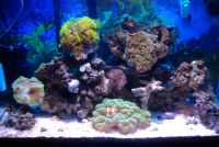 My 30 gal June 08
