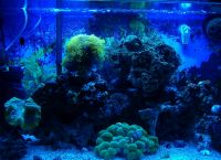 with blue lites