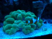 clown with bubble coral