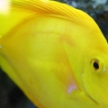 Yellow Tang
