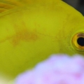 Yellow Tang