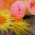 Sun Polyps