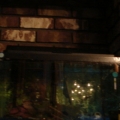 10g freshwater