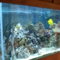 My Aquarium