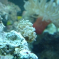 Frogspawn