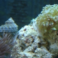 Snail, Frogspawn and Xenia