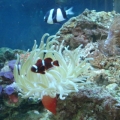 Anenome and friends