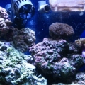 29 gal reeftank