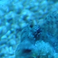 B, B, B Blenny and the Jetsssss.......