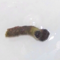 The Frogspawn Frag!