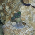 Frogspawn