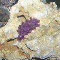 Green Star Polyp