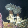 Xenia Healthy Again