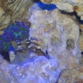 Frogspawn Frag