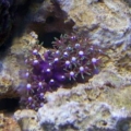 Green Star Polyp Frag