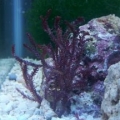 Macroalgae