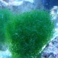 Macroalgae