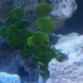 Macroalgae
