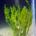 Macroalgae